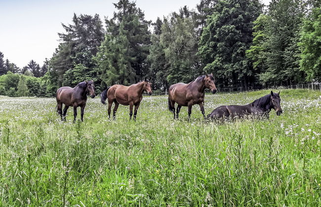 2 bedroom House in Lubomierz with private pool and garden - Photo 5