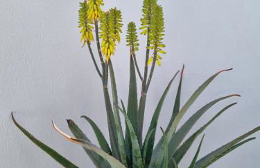 Luxe nieuwbouw appartement op 50m van de zee - Foto 17