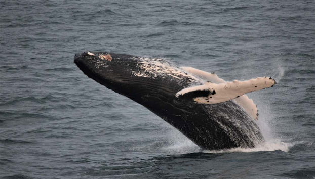 Una ballena saltando en el agua