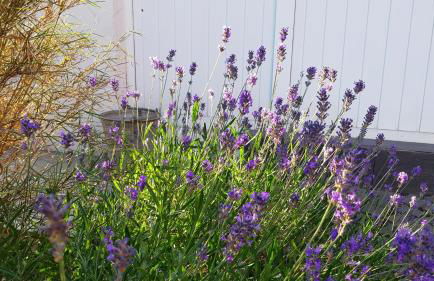 Die kleine Karthause - Foto 16