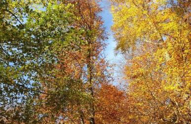 Ferienwohnungen Gabriele Waldenburg - Foto 55