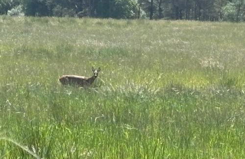 Cottage Farmhouse - Photo 27