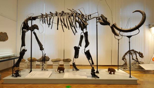 The inside of the Natural History Museum