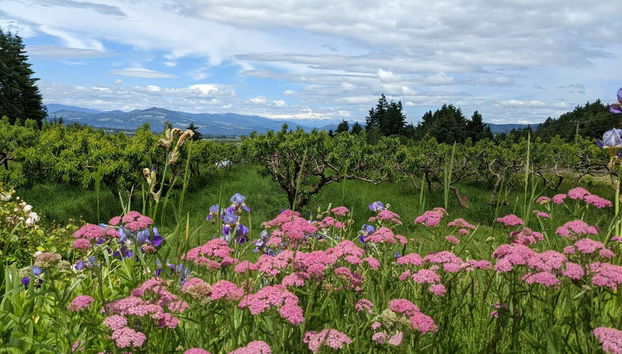 Un paysage estival somptueux