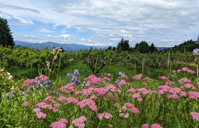 Excursão às Multnomah Falls e ao Monte Hood - Foto 4