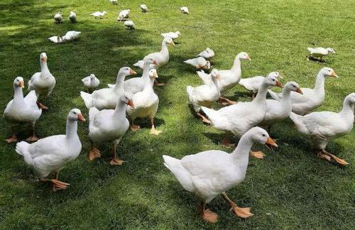 Ferienwohnungen Jappe "Landlust" - Foto 12