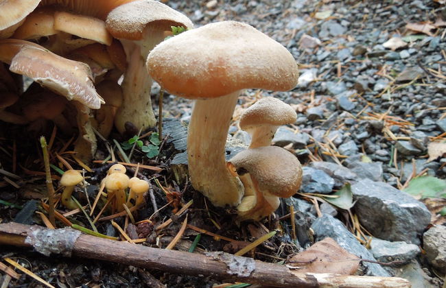 Blockhaus Bodefall - Foto 17