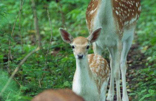 Miła Dolina - Foto 52