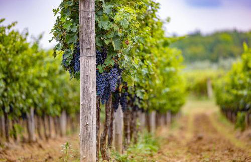 Villa Allegra - Foto 51