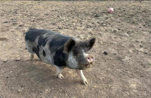 Sandy Cove Cottage - Foto 78