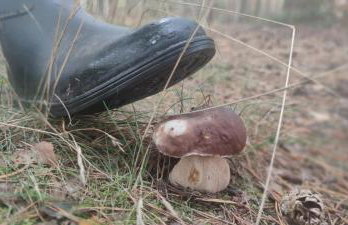 Żurawisko - Domki wśród natury - Foto 22