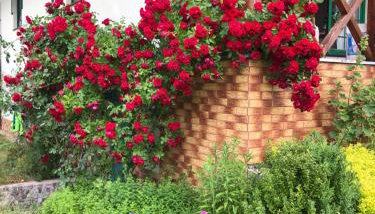 Siedlisko Lubie - Foto 3