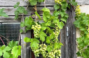 Las Vignes - Où le calm apaise l'âme - Foto 33