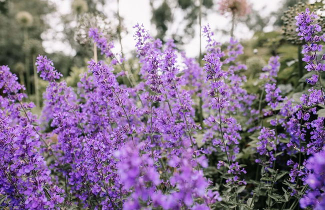 Bay Tree Cottage - Foto 39