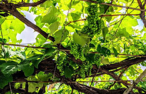 House with garden in city of Rhodes - Foto 19