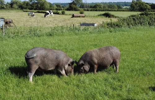 Apple Lodge - Somerset Holiday Homes - Foto 20