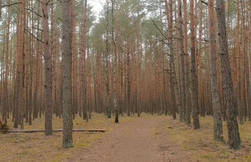 Kamiennikove - Foto 5