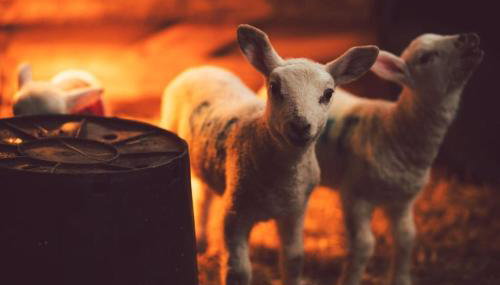 Castle Cottage, Press Mains Farm Cottages - Foto 2