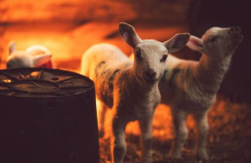 Castle Cottage, Press Mains Farm Cottages - Foto 2