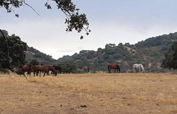 Casa Rural COMPLETA Finca Los Conventos en Adamuz; Córdoba - Foto 13