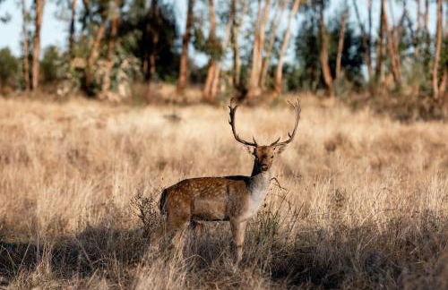 Herdade dos Abegões - Foto 8
