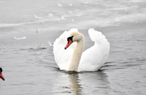 U Wileńskich - Foto 24