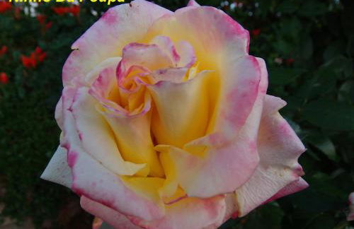 Ninho Da Poupa - Foto 41