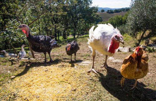 Agriturismo La Coccinella - Foto 50