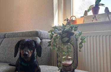 -am Fuß zum Zittauer Gebirge- - Foto 12