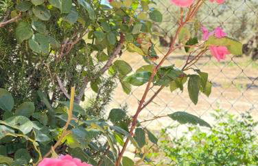 Casa Rural Cortijo Cerro Limon - Foto 27