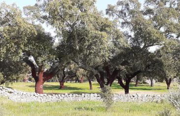Casa das Rosas - Foto 38