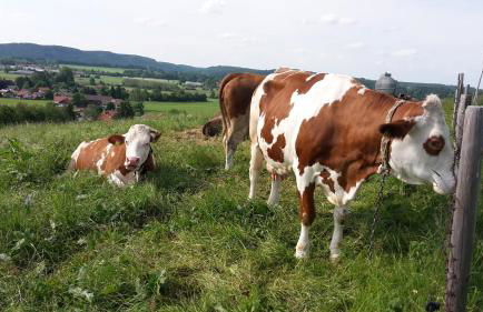 Biobauernhof Benihof - Ferienwohnung Alpenblick - Foto 18