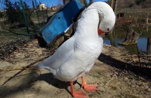 Agriturismo La Mela - Photo 8