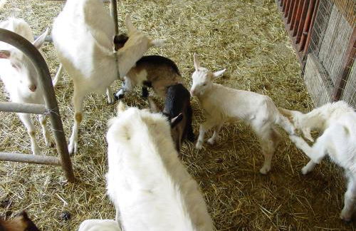 Fondo Brugarolo B&B - Foto 37