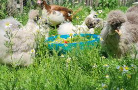 Mutti 's Landhof - Foto 29