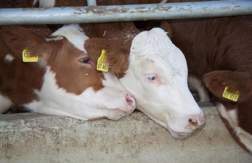 Bettmann regional Einkaufen & Bauernhofurlaub - Foto 7