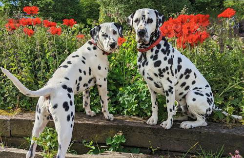 Glen Bay - 2 Bed Lodge on Friendly Farm Stay with Private Hot Tub - Foto 19