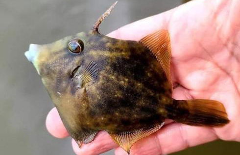 Relax,Fish,Grill,Chill! Pup,Kid Friendly Riverfront Paradise! Amenities,Gameroom - Foto 39