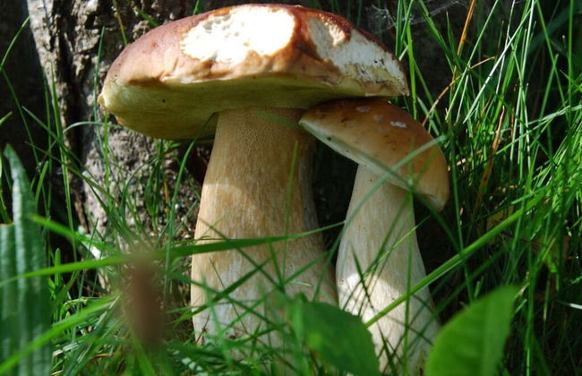 Attractive Apartment in Haidmuhle - Foto 11