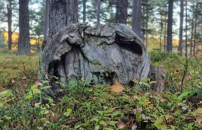 4 Person Holiday Home in Ingaro-by Traum - Photo 23