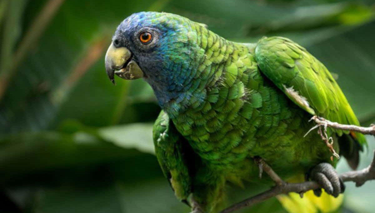 Amazzone imperiale della Dominica