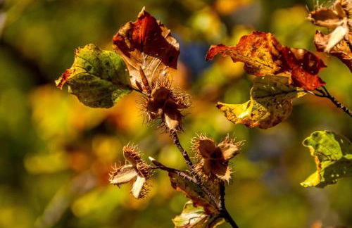 Die drei Haselnüsse - Foto 1
