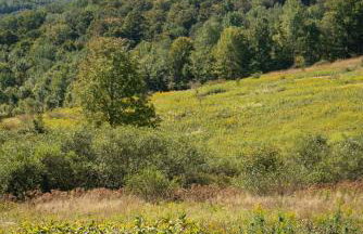 Chambers Hollow - Foto 26