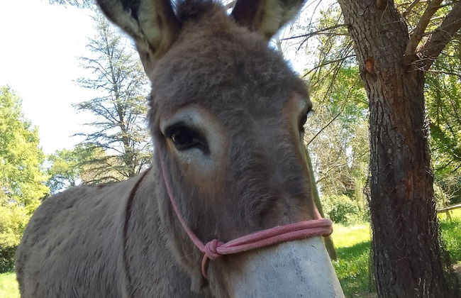 Les Favouilles, le gîte pour 15 personnes - Foto 101