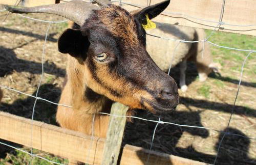 Vale da Silva Villas - Homes - Foto 11