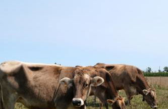 Cabane en A La Pause Sauvage Normandie - Foto 27