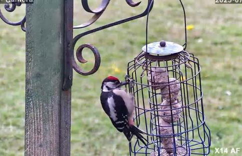 Idyllic Shepherds Hut glorious views to South Downs 'Perch' - Foto 35