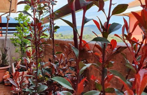 GUFO VERDE - Photo 11