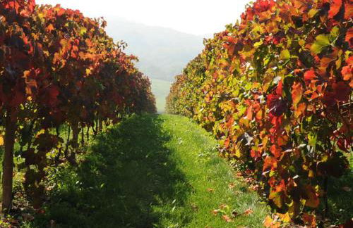 Pianderna Agriwellness - Photo 27