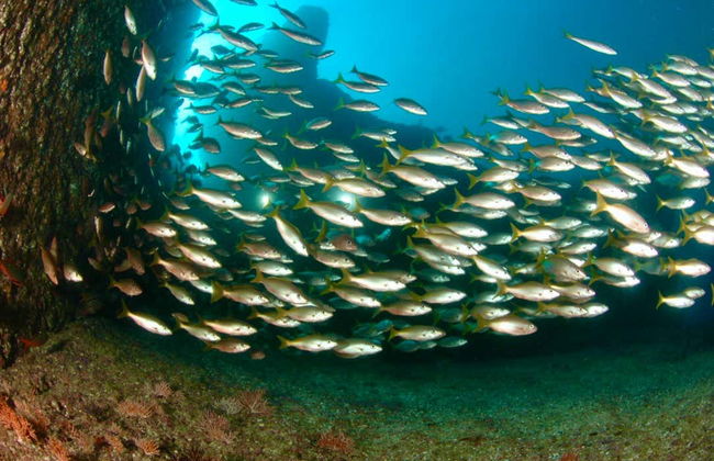 Acapulco Scuba Diving Introduction - Foto 7